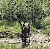 Moose